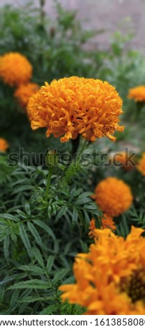 Marigold Flowers beautiful capture  by Anuj_pics