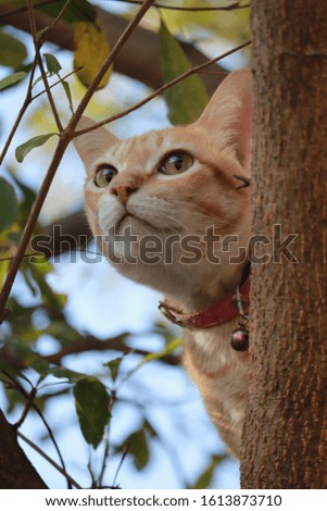 My cat is obsessed with climbing trees.