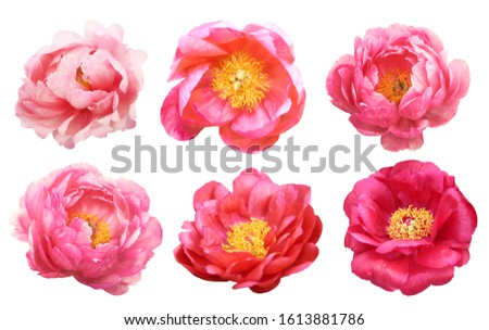 Beautiful peonies on white background. Pink flowers isolated. Royalty-Free Stock Photo #1613881786