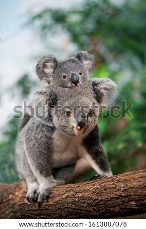 Koala, phascolarctos cinereus, Female carrying Young on its Back   Royalty-Free Stock Photo #1613887078