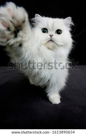 Chinchilla Persian Domestic Cat, Adult Playing against Black Background  