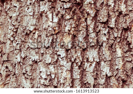 Detail of the bark of a horse chestnut tree eroded by time, with textures and scratches on the background.