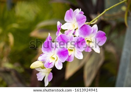 Close up shot of pink orkide flower in garden with blurred background, Cambodia