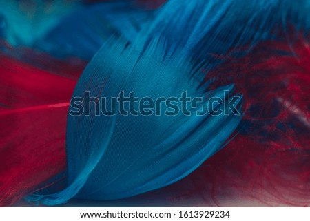 Close up Beautiful red and blue Bird feather pattern background for design texture. Macro photography view. 