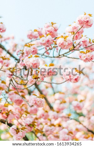 Beautiful blooming cherry trees in april