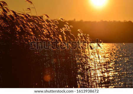 Sunset cover, close-up reeds on sunny golden background,photo 
