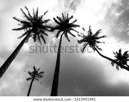 Black and white Palm and coconut trees