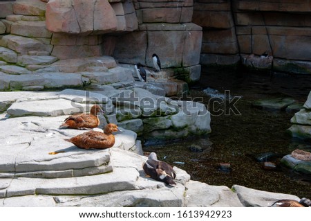 The ducks in the sun and the penguin sitting in the shadow of their area