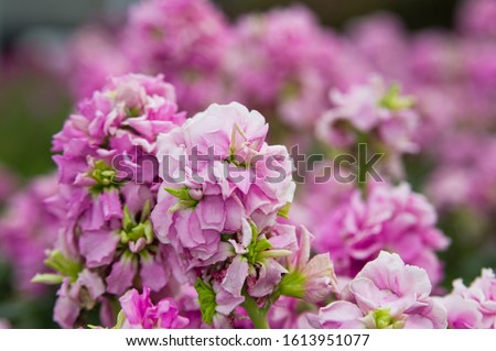 The name of these flowers is Stock.　Scientific name is Matthiola incana.