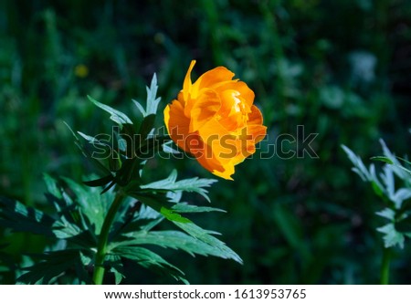 
Spring beautiful flower of orange color on a green blurry background. Selective focus of Calendula officinalis with orange petals blossom, Pot marigold flowers with warm yellow colour in the garden. 
