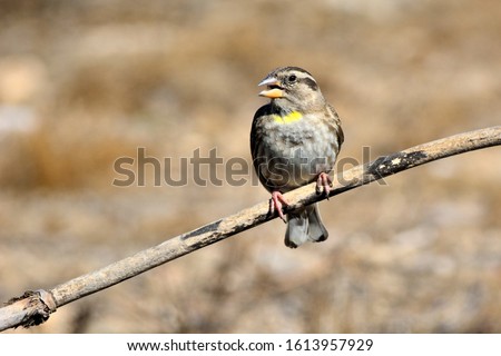 The Rock Sparrow (Petronia petronia) is a small passerine bird. This sparrow breeds on barren rocky hills from the Iberian peninsula and western north Africa across southern Europe and central Asia.