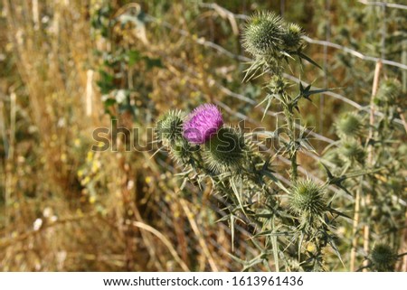 Thistle plant with pink flower