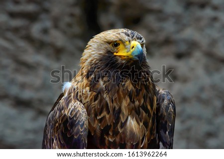 Mountain eagle Golden eagle sits on the background of a rock