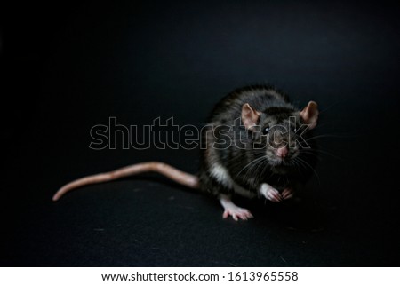 Picture of grey rat sitting on the dark background looking into camera.