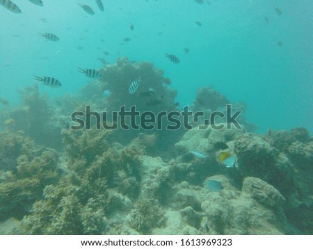 coral reef in the seychelles
