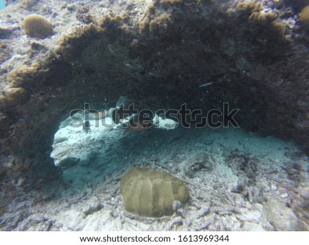 coral reef in the seychelles
