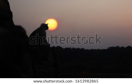 baboon sitting on the Ranthumbore fort enjoying the sunset