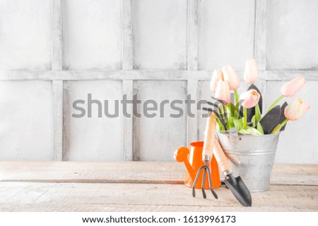 Gardening tools and flowers on wooden terrace background. Spring gardening concept, copy space for your text