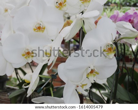 Spring Flowers Grouped White Orchids