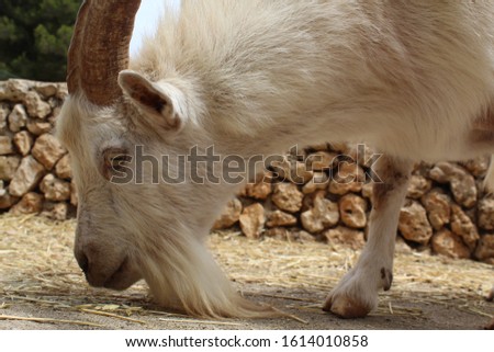 A picture of a goat his head where you clearly can see good detail
