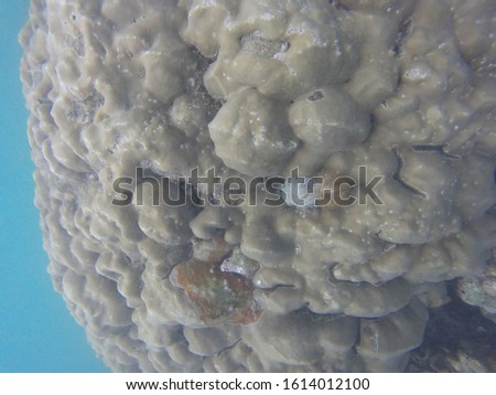 coral reef in the seychelles