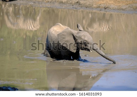 Elephant in Mana Pools National Park, Zimbabwe 