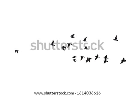 Flocks of flying pigeons isolated on white background. Clipping path. Royalty-Free Stock Photo #1614036616