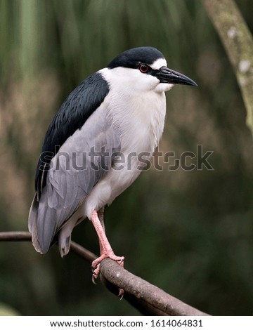 Black crowned Night-heron adult bird close-up profile view perched on a branch with a bokeh background, displaying bleu feathers plumage, white breast, head, beak, eye, in its environment.