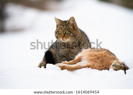 European wildcat, felis silvestris, with killed hare sitting on snow watching around with copy space. Successful animal hunter with prey in wintertime.