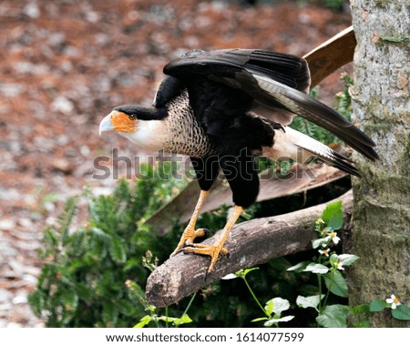 Caracara bird close-up profile view with spread wings with a foliage bokeh background displaying beautiful feathers, head, eye, beak, legs, feet, in its environment and surrounding.