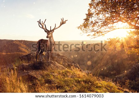 A large stag with a magnificent set of Antlers in a Golden sunset on a cliff