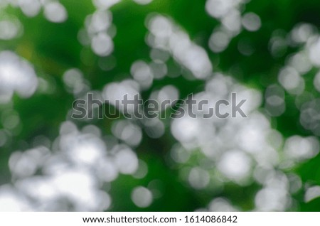Blurred green leaf background and sunlight
