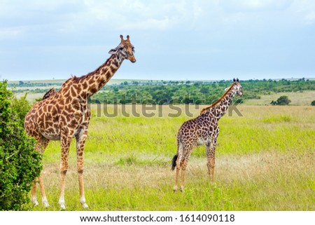 Long-necked giraffes grazes near a green bush in the savannah. Jeep Safari Masai Mara, Kenya. The concept of active, environmental and photo tourism