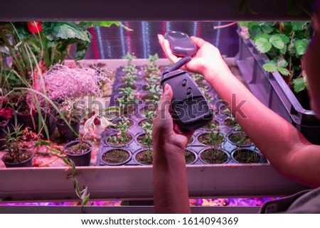 Hands of young contemporary female greenhouse worker holding measuring device over green seedlings growing in small pots