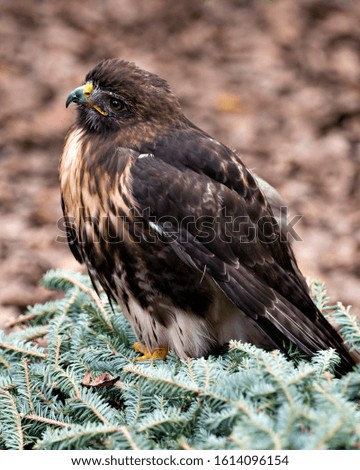Hawk bird close-up profile view sitting on green foliage with bokeh background displaying brown feathers plumage, beak, eye, talons  in its environment and surrounding.