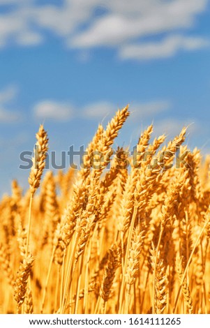 Golden ears of wheat in the field. natural picture