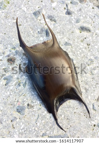 A big full shark egg mermaids purse. dogfish, shark, rays and skates all have mermaids purse with reproduction and offspring. sea egg attaches to seaweed or other vegetation.  Royalty-Free Stock Photo #1614117907