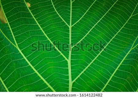 Green leaf texture macro image. Great organic texture.