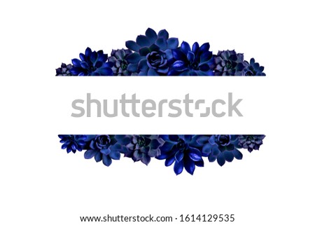 Succulents in classic blue, color 2020. Located on a white background. Rectangular frame of flowers. 2020 color,  palette with deep classic blue print pattern, web design. Pictures, Flat lay, to