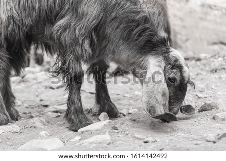 Goat graze in desert jordan on a black and white picture, Goat on a rock desert