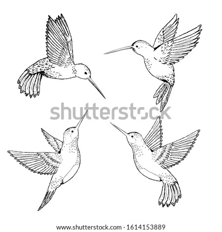Set hummingbirds. Sketch pencil. Drawing by hand.  Royalty-Free Stock Photo #1614153889