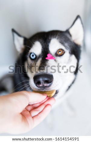 
portrait of a husky dog ​​with different eye color with a heart-shaped picture on its face
