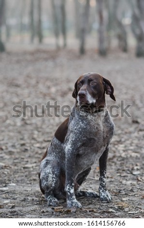 Hunting dog for a walk in the park