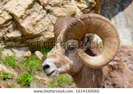 Large Big Horn Sheep head portrait. Royalty-Free Stock Photo #1614160060