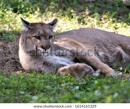 Panther animal  displaying brown fur, head, eye, nose, mouth, tail and paws in its environment and surrounding.