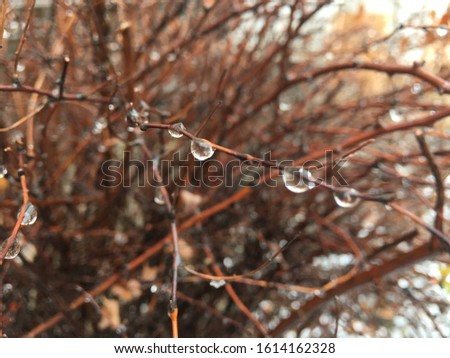 there are a lot of transparent drops on the branches of the bush - dew, spring landscape