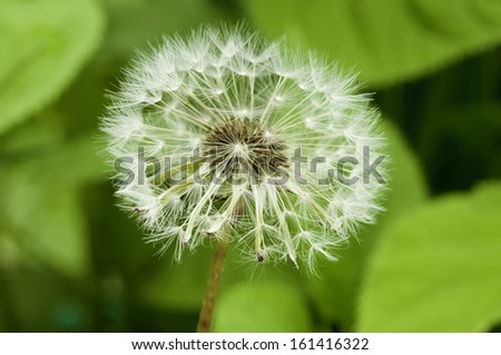 blooming dandelion at Spring time, Quebec, Canada