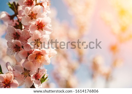 a spring pink flowers backgrounds