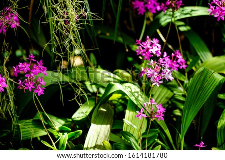 Focus on the pink royal orchid are planted in the garden. The Orchidaceae are a diverse and widespread family of flowering plants, with blooms that are often colourful and fragrant.