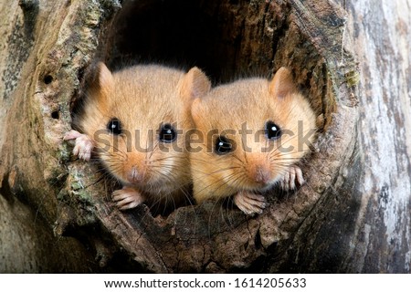 Common Dormouse, muscardinus avellanarius, Pair standing at Nest Entrance, Normandy   Royalty-Free Stock Photo #1614205633